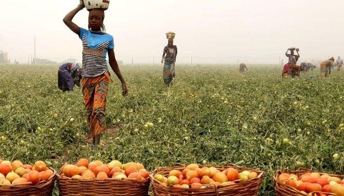 Asnakech's tomato harvest ready for sale